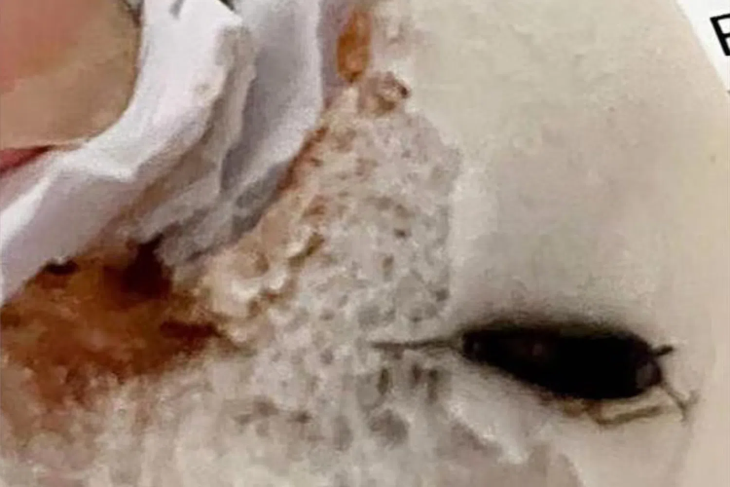 'Hope I didn't ruin char siew bao for you': Man finds cockroach in steamed bun